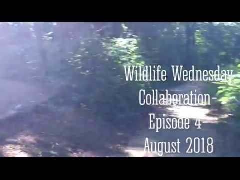 Wildlife Wednesday-Episode 4- Wildlife in our area! Wildlife Wednesday-Episode 4- Wildlife in our area!