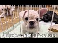 【フレブル】生後90日の2匹を連れて動物病院へ行ってきました！【病院】