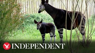 Highly endangered okapi baby ventures outside for first time