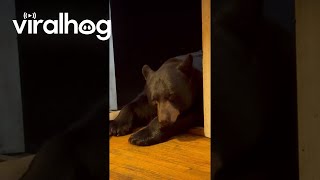 Nighttime Relaxation With Friendly Bear || ViralHog