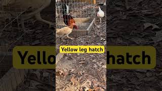 Stuart Yellow Leg hatch Brood Fowl