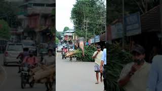 ഇന്ന് കണ്ട കൊമ്പൻ,Kerala Elephant #shorts