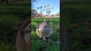 ぺろぺろ 夢中で毛づくろい うさぎちゃん🐰　Rabbit is crazy about cleaning her body.  【S.No004】#Shorts