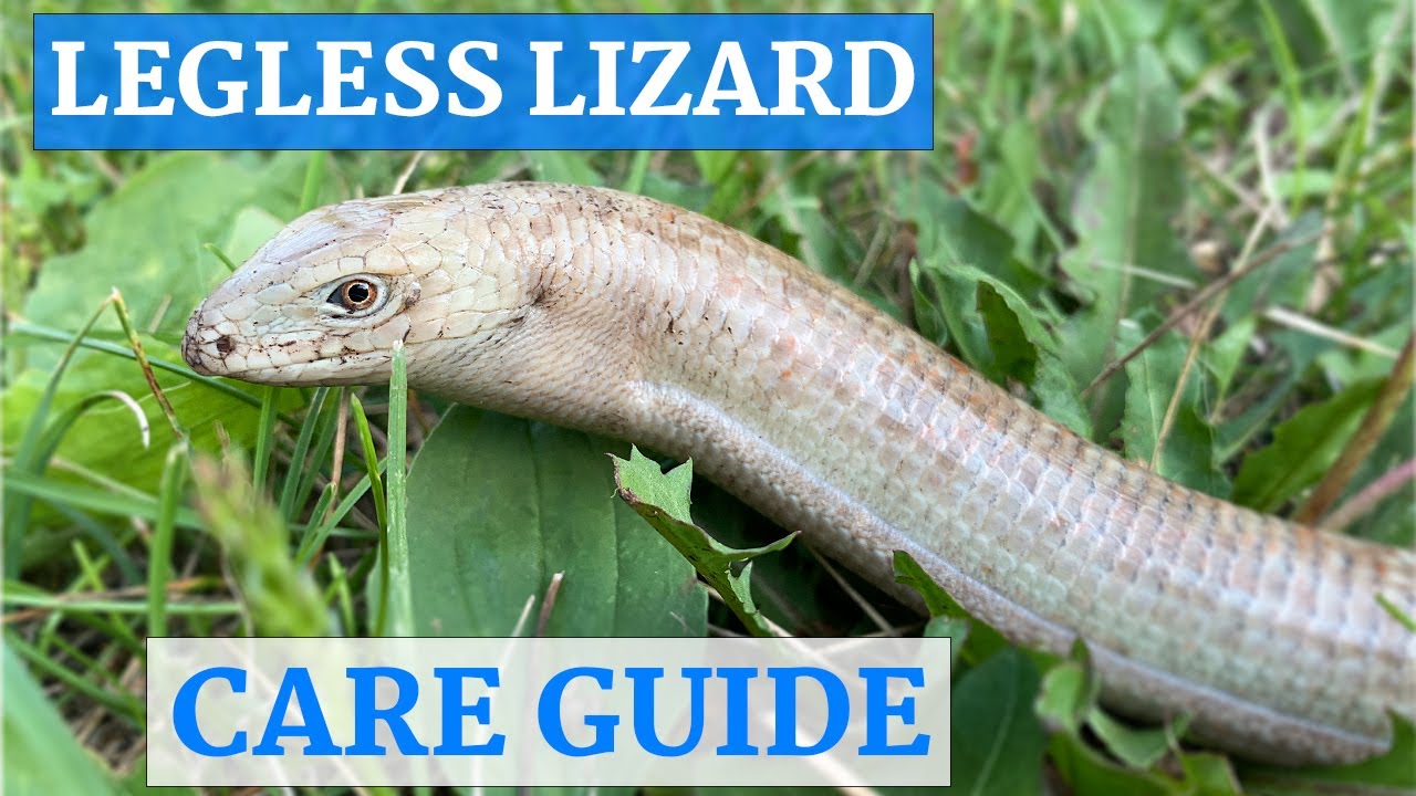 European Legless Lizard In-Depth Care Guide - YouTube