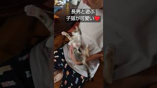 長男に懐いてない子猫が面白い #子猫 #猫 #保護猫