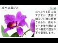 カトレアの育て方～ランの女王とも呼ばれる花～カインズ花図鑑