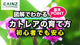 カトレアの育て方～ランの女王とも呼ばれる花～カインズ花図鑑