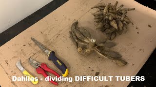 Dahlias - Dividing DIFFICULT TUBERS