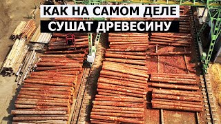 КАК НА САМОМ ДЕЛЕ ПРОИСХОДИТ СУШКА ДЕРЕВА