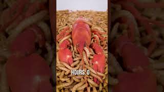 10 000 Mealworms vs. CRAYFISH