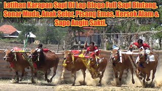 Latihan Karapan Sapi Di Lap Blega Full Sapi Bintang Persiapan HUT Tim Hajar Boss..