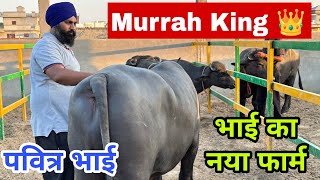 पवित्र भाई का नया फार्म देखकर आंखें रह जाएंगी खुली की खुली || Top Quality Murrah Bulls 😍