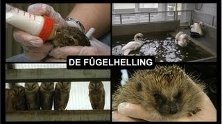 De Fûgelhelling