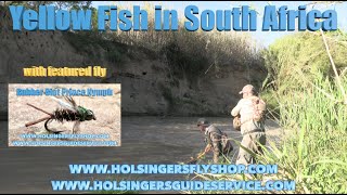 Yellow Fish in South Africa, Holsinger's Fly Shop, Episode 552