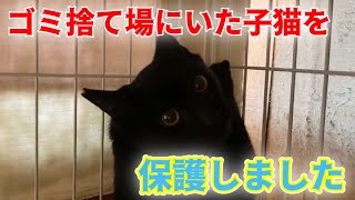 ゴミ置き場で残飯を食べながら生きていた黒猫を保護しました【We rescued a big kitten】