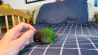 More Angry Green-Cheeked Conure