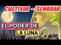 Cómo AFECTA LA LUNA a Tus PLANTAS ?🌙 GUÍA FÁCIL Para CULTIVAR y SEMBRAR Con LA LUNA