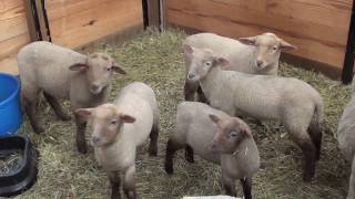 Sheep: Raising Healthy Lambs Using SweetPro Fresh Start at Lirabeckan Farm