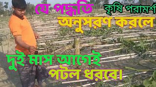 যে পদ্ধতি অনুসরণ করলে ২ মাস আগেই পটল ধরবে। Potol cash. potoler video.