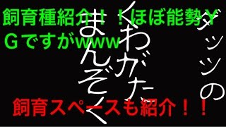 初心者の飼育種、飼育スペース紹介！メインは能勢YG！