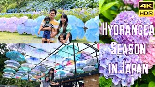 [4K] Hydrangea Season in Japan | Fukuroi, Shizuoka