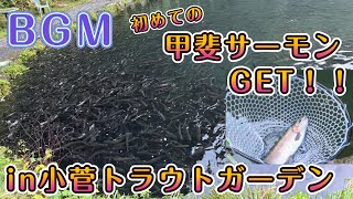 BGM Ver【小菅トラウトガーデン】初めて甲斐サーモンが釣れた日