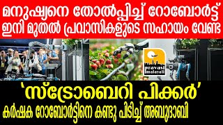 Strawberry Picker / മനുഷ്യരെക്കാളും വേ​ഗത്തിൽ റോബോർ, പ്രവാസികൾ നാട്ടിലേക്ക്