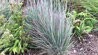 NC Native Plant Pick: Little Bluestem