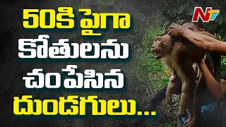 50కి పైగా వానరాలను పొట్టనపెట్టుకున్న గుర్తు తెలియని వ్యక్తులు | Ntv