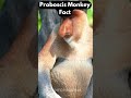 proboscis monkey charm 🐒😄 viral shorts trending shortvideo