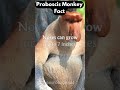 proboscis monkey charm 🐒😄 viral shorts trending shortvideo