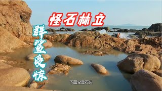 【小郭赶海】怪石林立的水坑海鲜密集，抽干后群鲨受惊东逃西窜，小伙霸气放生