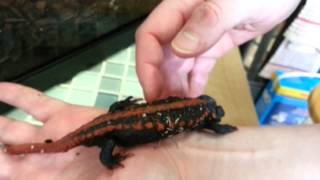 Red Tailed Knobby Newt (Tylototriton kweichowensis)