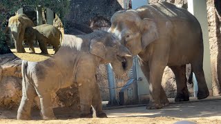 おっぱいを飲みたいアルンくんと卒乳させたいウタイママ【‎2024年‎3月10日】【上野動物園】アジアゾウ