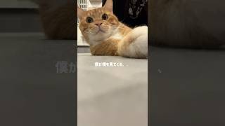 ミニケル驚く？！#さかがみ家 #保護犬 #保護猫 #cat #dog #猫のいる暮らし #坂上忍