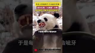 有些大熊猫掰竹子会龇牙咧嘴，因为它是“人教版“小熊！#大熊猫#萌宝 #大熊猫有多萌 #国宝大熊猫萌萌哒