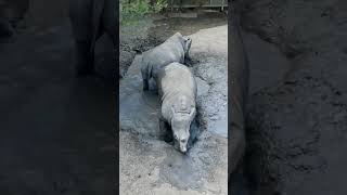 Rhino mating