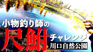 2022.11.27 小物釣り師が尺ブナに挑戦!!【川口自然公園】