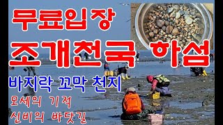 무료입장 조개천국 하섬 바지락 채취 가즈아/바다가 갈라지는 섬 #하섬 #신비의바닷길