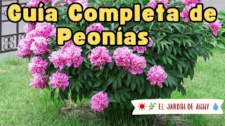 Peonías: La Guía Completa de Cultivo y Cuidado 🌸 | El Jardín de Anny #jardinería #peonies  #peony