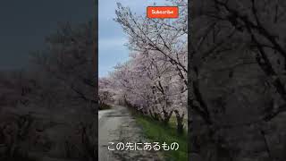 あまり人に教えたくない桜のトンネル🌸🌸🌸