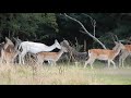 White Fallow Deer.