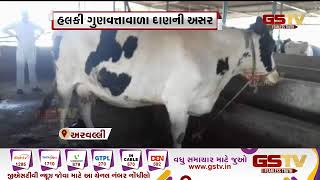 Arvalli : મેઘરજના રેલ્લાવાડાના પશુઓને ખોરાકની અસર | Gstv Gujarati News