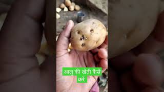 आलू की खेती कैसे करें।#shorts #patato #farming #hindi