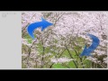 写真の秘訣 桜撮影のポイントの掴み方