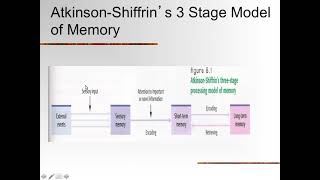 Introduction to Psychology: Cognition and Memory Processing