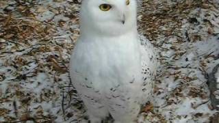 Snowy Owl Attacks.....Well Kinda