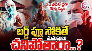 మనిషికి బర్డ్ ఫ్లూ సోకితే చనిపోతారా.? | Tension Over Bird Flu in Telugu States | @SumanTVSiricilla