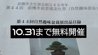 【前橋市民芸術文化祭】盆栽展…前橋市民文化会館にて31日まで