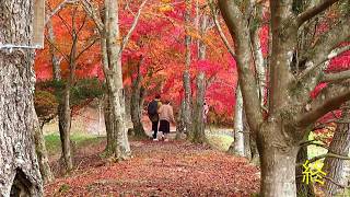 紅葉の名所 タカドヤ湿地 2018 11 8  愛知県豊田市稲武